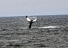 CapeCod (7)  Cape Cod whale